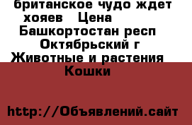 британское чудо ждет хояев › Цена ­ 2 000 - Башкортостан респ., Октябрьский г. Животные и растения » Кошки   